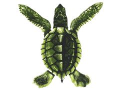 PORC-ST20A BABY TURTLE - A 5"x5"