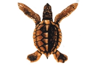 Baby Turtle A - BROWN 5"x5" PORC-ST20A-BR