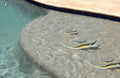 Custom Mosaics Aqua Decal Graphics Moorish Idol Fish Group 7"x10", 4" | LX-GROUP-9 A