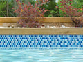 NPT National Pool Tile Allure 1x1 Series Glass Tile Peacock | 201-019