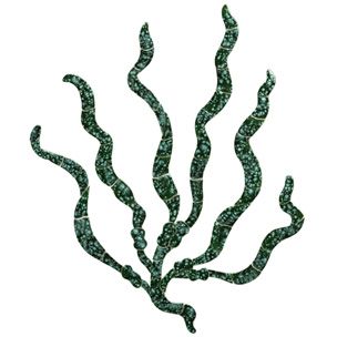 Ceramic Mosaic Sea Grass 33inch x 49inches | G61