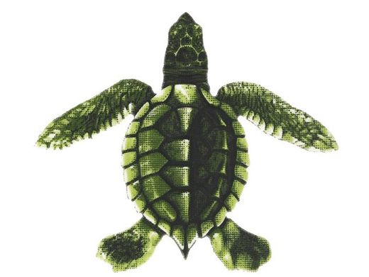 PORC-ST22C BABY TURTLE - C 5"x5"