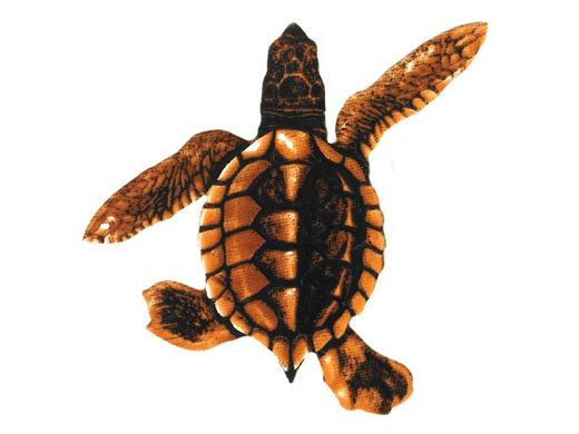 Custom Mosaics Baby Turtle B - Brown 5"X5" | PORC-ST21B-BR