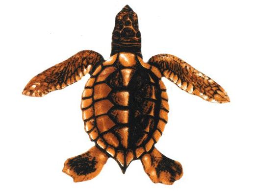 Baby Turtle C - Brown 5"x5 Porc-St22c-Br