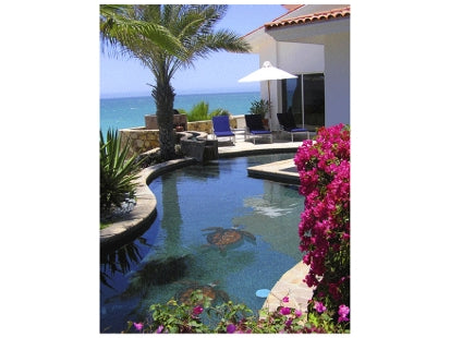 Brown Turtle 26"x25" PORC-BT10-24/SH